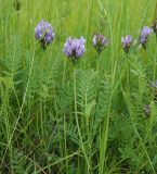 Astragalus danicus