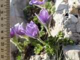 Pulsatilla violacea. Цветущее растение. Абхазия, Гагрский р-н, гора Мамдзышха, выс. 1838 м н.у.м., олуговелый каменистый склон. 15.05.2021.