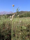 Allium longicuspis