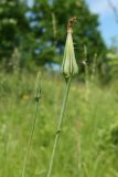 Tragopogon pratensis. Верхушки побегов с соплодием и с развивающимся соцветием (слева). Псковская обл., Невельский р-н, окр. дер. Дубище, увал, склон южной экспозиции, суходольный злаково-разнотравный луг. 24.06.2022.