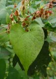 Fallopia dumetorum