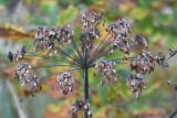 Angelica sylvestris