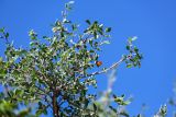 Lonicera microphylla