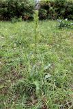 Rumex pseudonatronatus. Плодоносящее растение. Республика Татарстан, г. Набережные Челны, Центральный р-н, 36-й комплекс, у края газона. 07.09.2022.