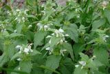 Lamium album