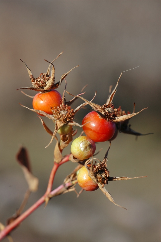 Image of Rosa silverhjelmii specimen.