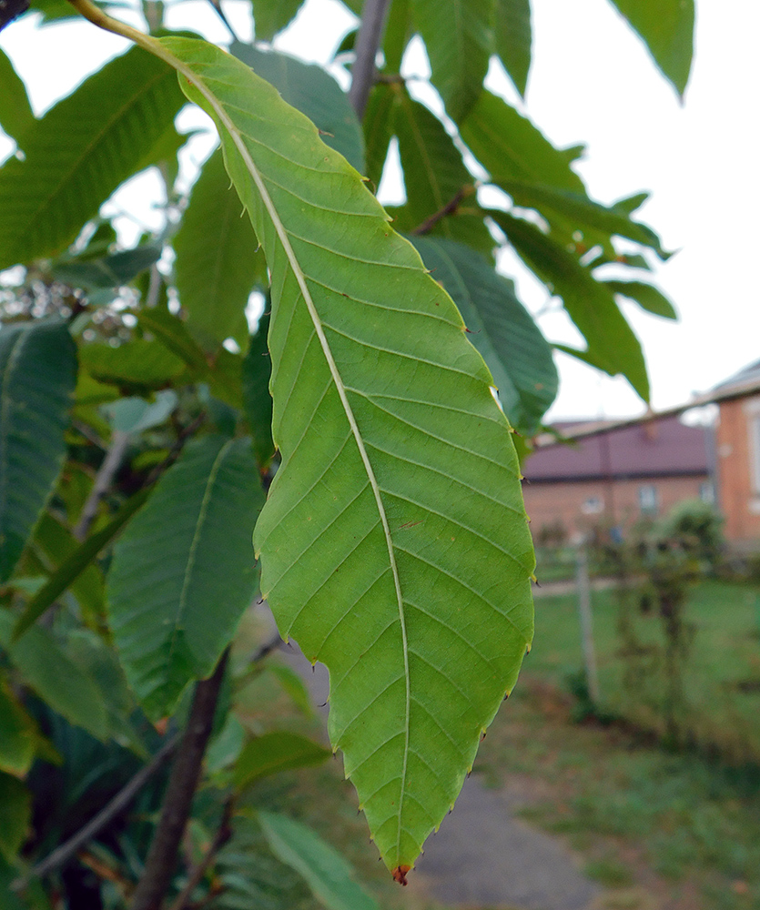 Изображение особи Castanea sativa.