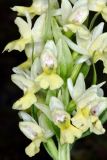 Dactylorhiza romana подвид georgica. Часть соцветия. Дагестан, Кумторкалинский р-н, хр. Нарат-Тюбе, криволесье из дуба и сосны по гребню, ок. 670 м выс., н. у. м. 26 апреля 2023 г.