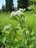 Arctium tomentosum. Верхушка зацветающего растения. Казахстан, Восточно-Казахстанская обл., Глубоковский р-н, окр. с. Зимовьё; Западный Алтай, разнотравный луг среди смешанного леса. 30 июня 2023 г.