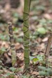 род Phyllostachys. Нижняя часть вегетирующего растения. Краснодарский край, м/о г. Сочи, мкр. Новая Мацеста, Мацестинский лесопарк. 12.02.2024.