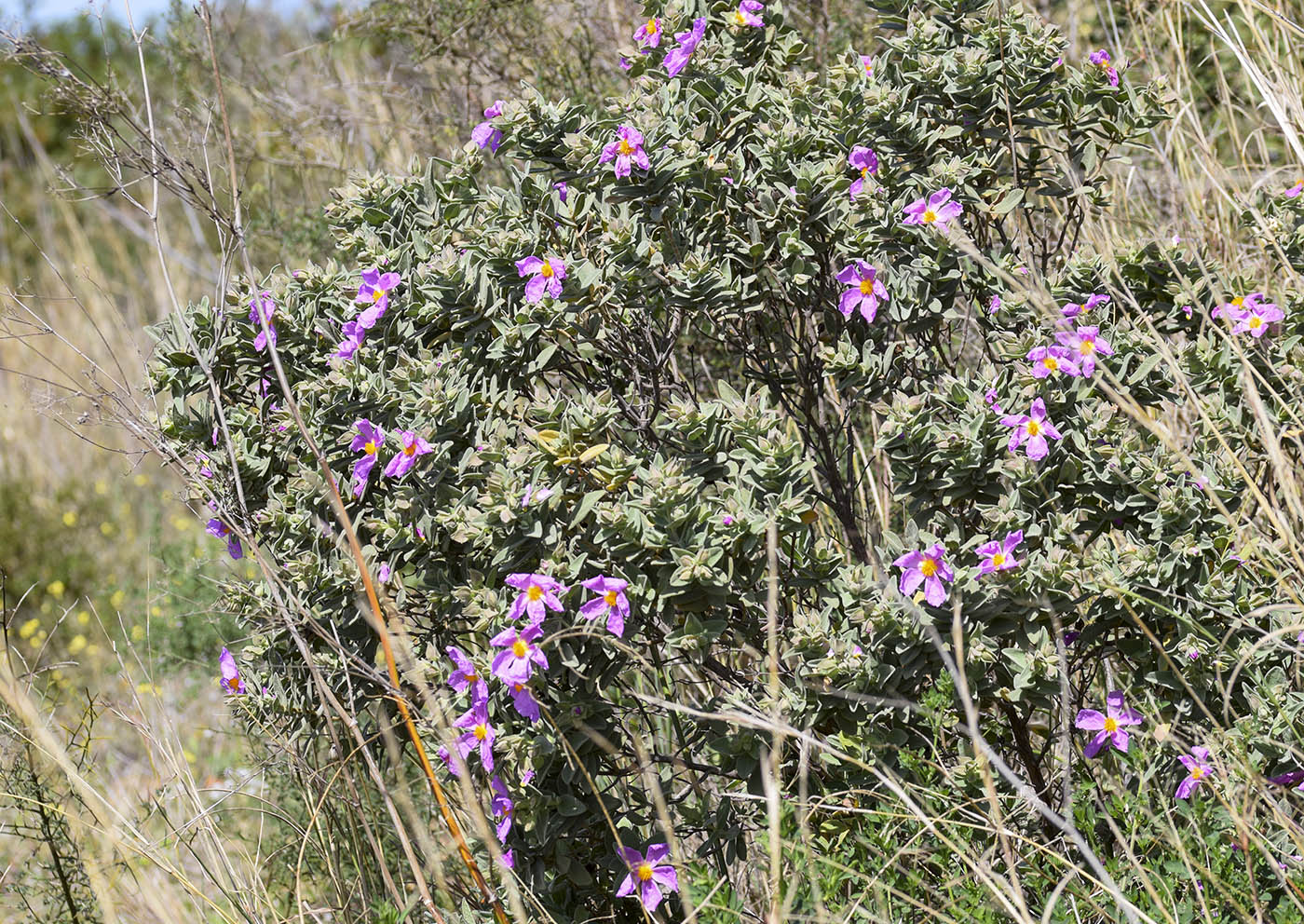 Изображение особи Cistus albidus.