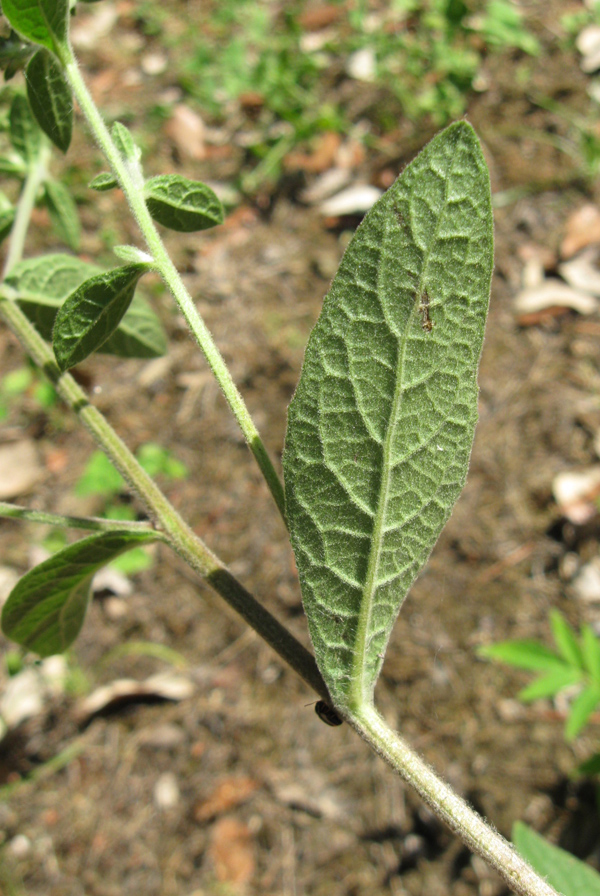 Изображение особи Inula conyza.