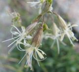 Silene stylosa