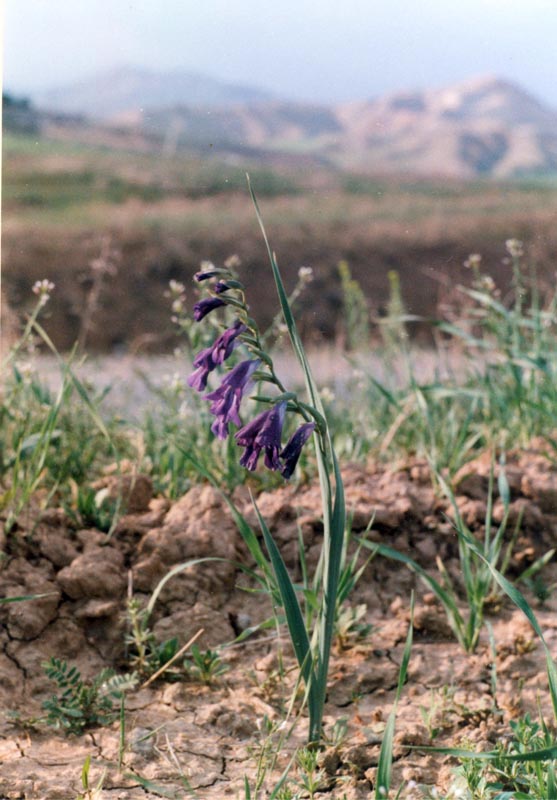 Изображение особи род Gladiolus.