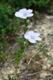 Linum lanuginosum