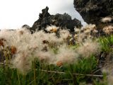 Dryas punctata