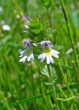 Euphrasia bajankolica