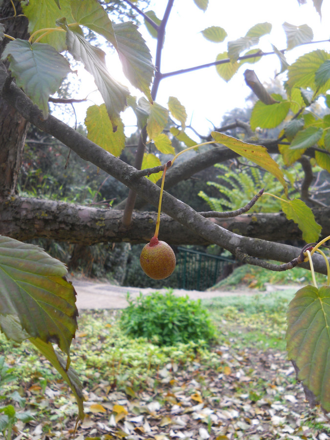 Изображение особи Davidia involucrata.