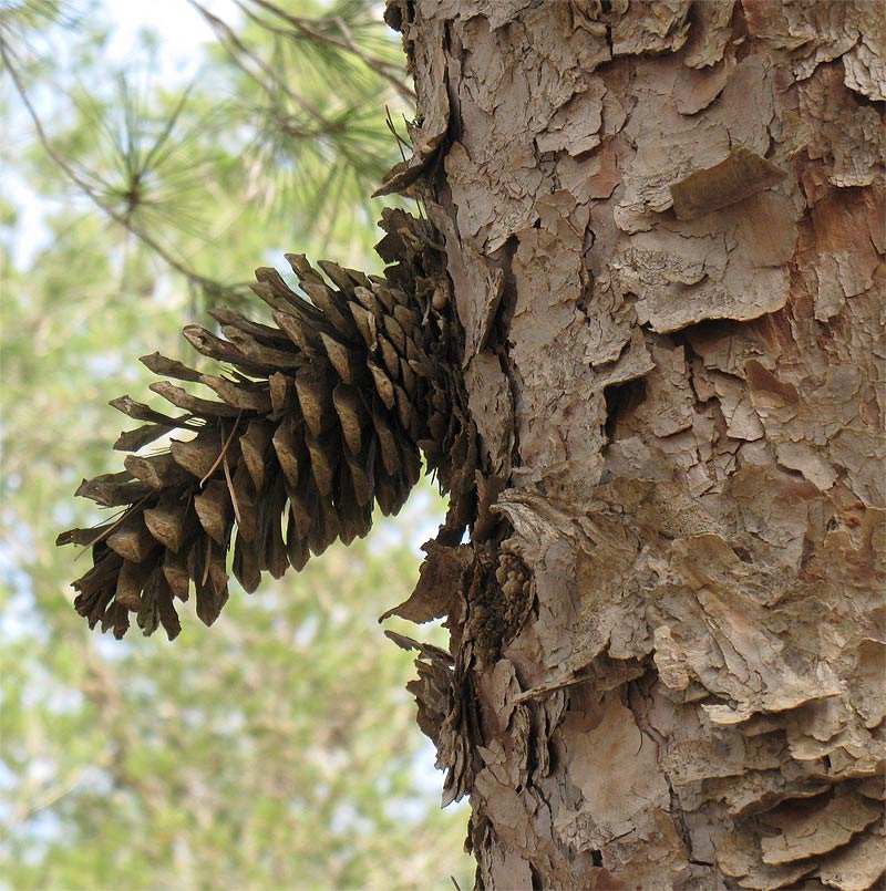 Изображение особи Pinus halepensis.