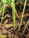 Athyrium monomachii. Черешки вайи. Владивосток, Академгородок. 15 сентября 2012 г.