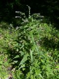 Cynoglossum officinale