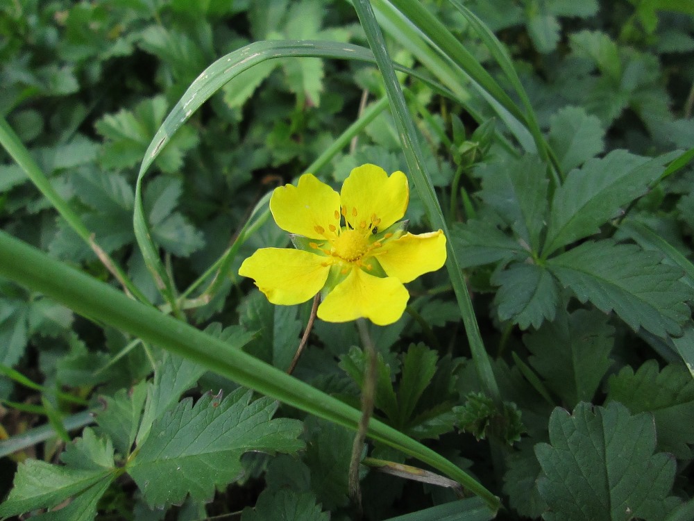 Изображение особи Potentilla reptans.