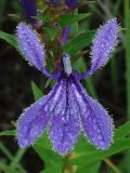 Lobelia sessilifolia. Цветок. Камчатский край, Елизовский р-н, окр. г. Петропавловск-Камчатский, осоково-травянистое болото. 11.08.2013.