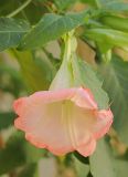 Brugmansia suaveolens