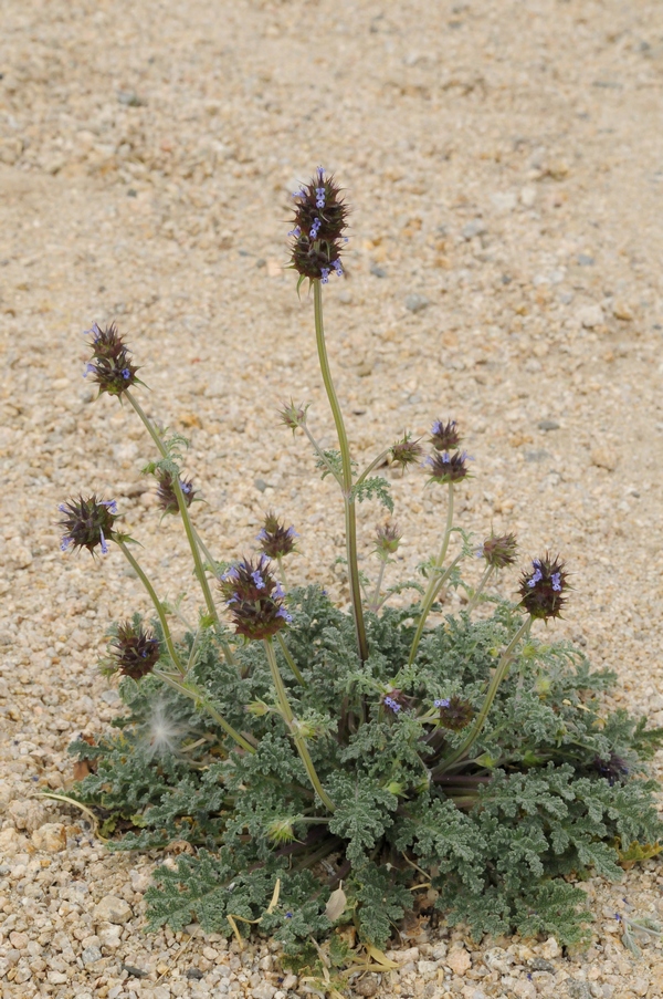 Изображение особи Salvia columbariae.