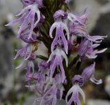 Orchis italica