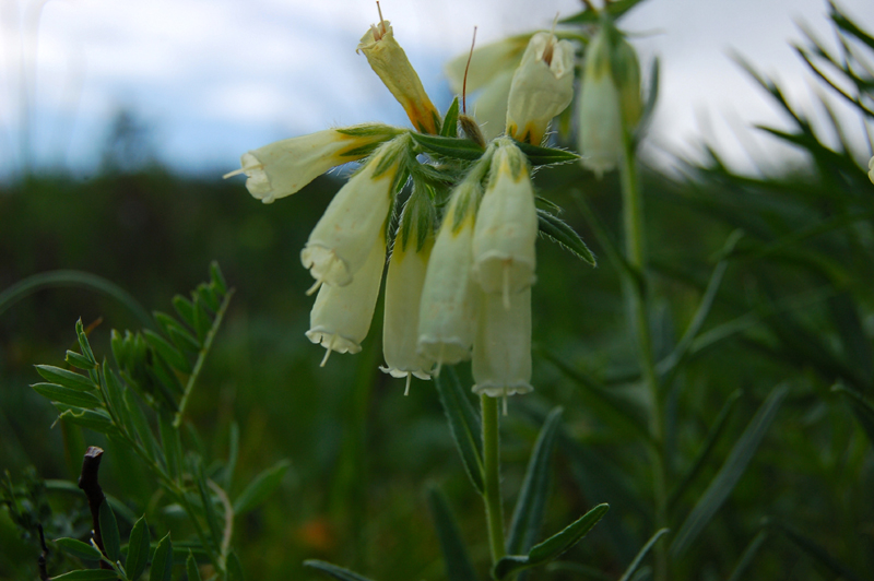 Изображение особи Onosma simplicissima.