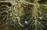 Utricularia vulgaris. Боковые веточки с ловчими пузырьками. Тверская обл., Нелидовский р-н, пруд в пос. Заповедный. 06.08.2009.