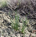 Allium scabriscapum