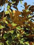 Magnolia grandiflora. Часть кроны с незрелым соплодием. США, Калифорния, Сан-Франциско, в городском озеленении. 23.02.2014.