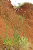 Tyrimnus leucographus. Цветущие растения. Крым, Севастополь, Караньская балка. 2 июня 2014 г.