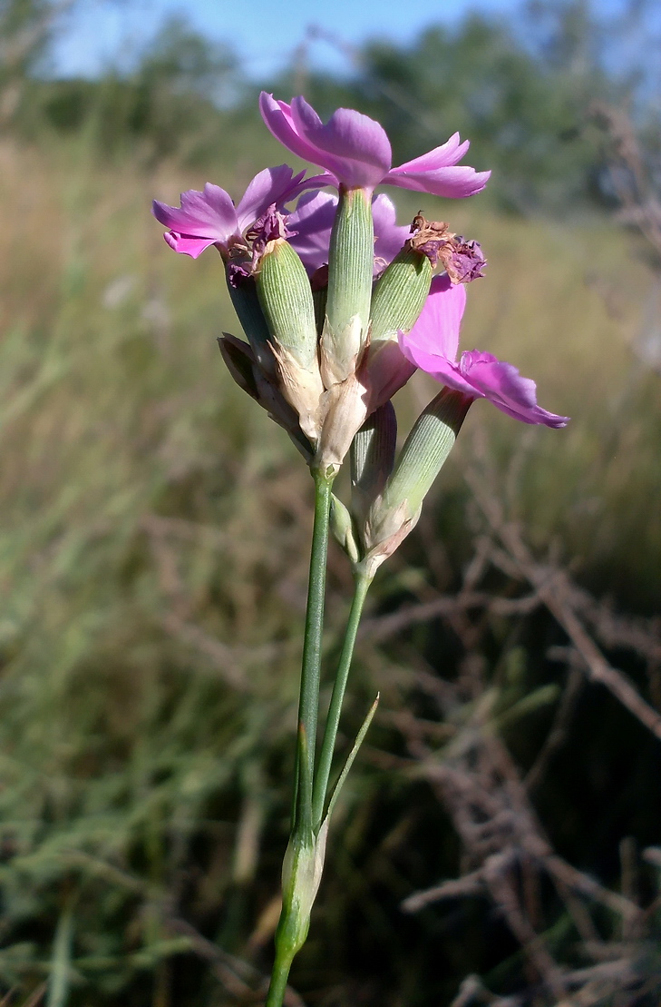 Изображение особи Dianthus polymorphus.