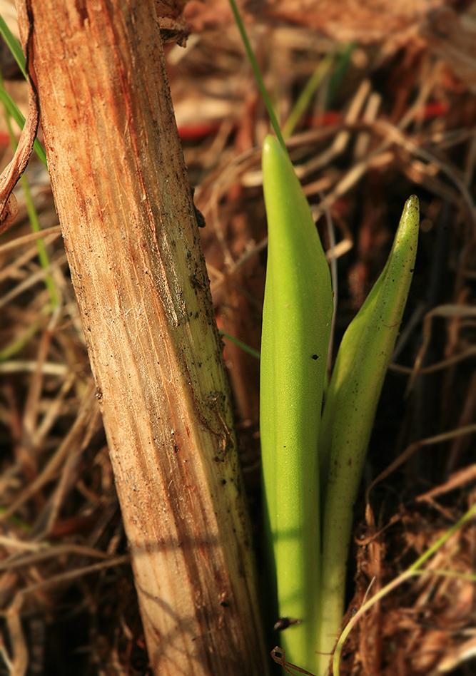 Изображение особи Dactylorhiza incarnata.