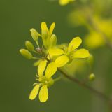 род Sisymbrium. Соцветие. Ростовская обл., Мясниковский р-н, окр. хут. Мартыново, у обочины. 09.05.2016.