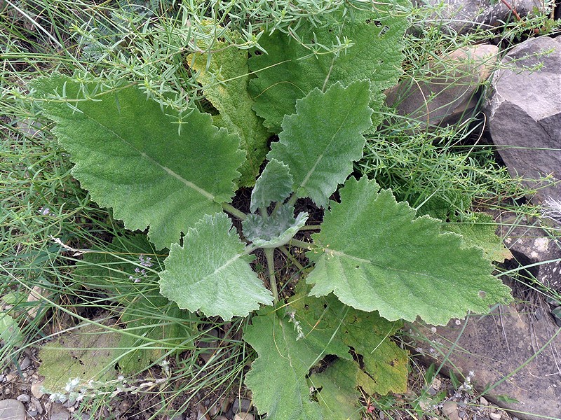 Image of genus Salvia specimen.