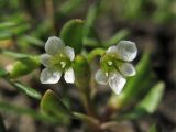 Montia arvensis. Цветки. Нидерланды, провинция Drenthe, Spijkerboor, редко испольуемая грунтовая дорога. 17 апреля 2010 г.