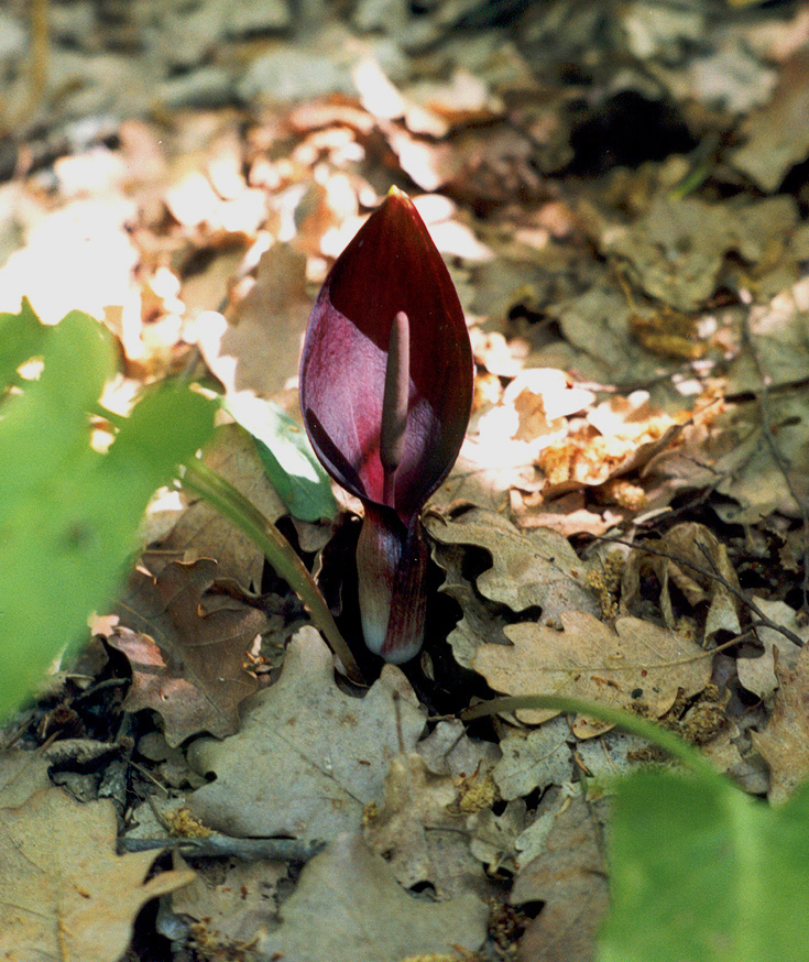 Изображение особи Arum elongatum.