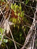genus Bryum. Растения со спорофитами. Украина, г. Запорожье, возле дороги. 04.05.2013.