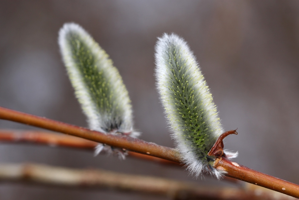 Image of Salix gracilistyla specimen.