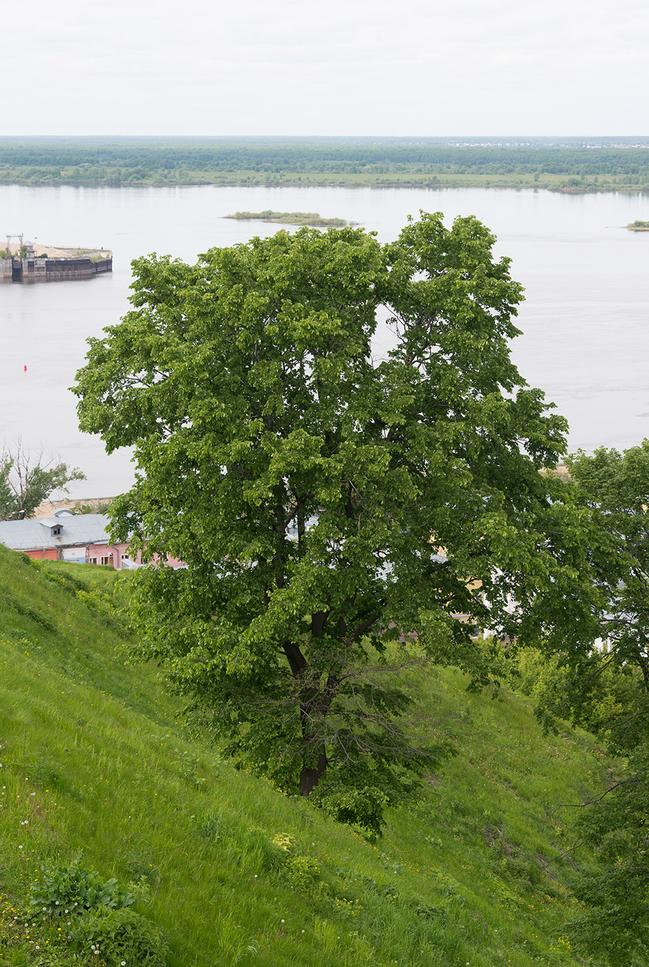 Изображение особи Ulmus glabra.