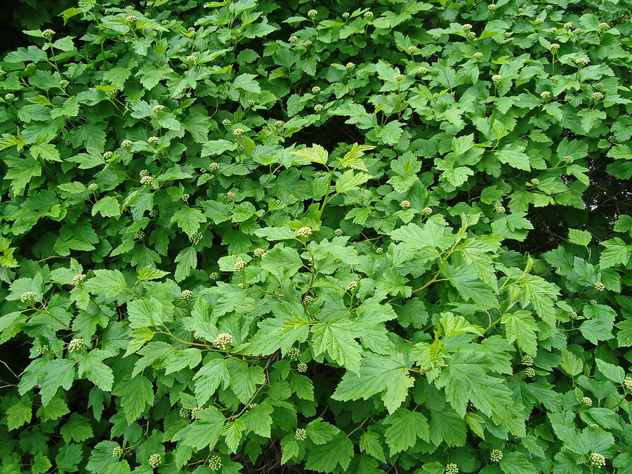 Изображение особи Physocarpus opulifolius.