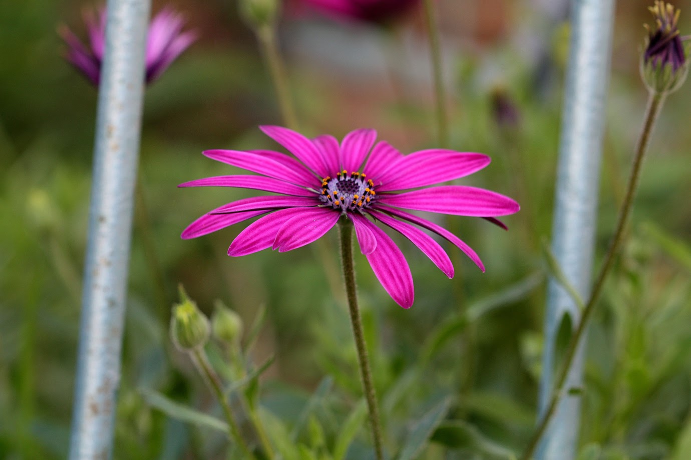 Изображение особи Dimorphotheca ecklonis.