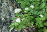 Spiraea beauverdiana. Цветущее растение. Камчатский край, г. Петропавловск-Камчатский, южный склон горы Раковая, каменноберезовый лес. 07.07.2017.