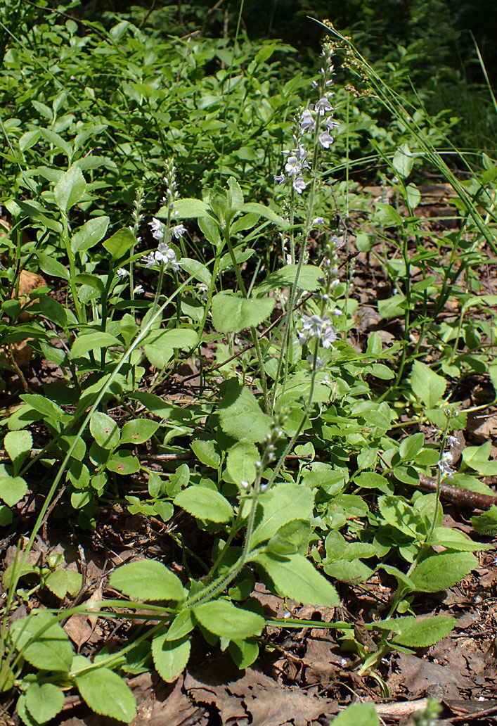 Изображение особи Veronica officinalis.