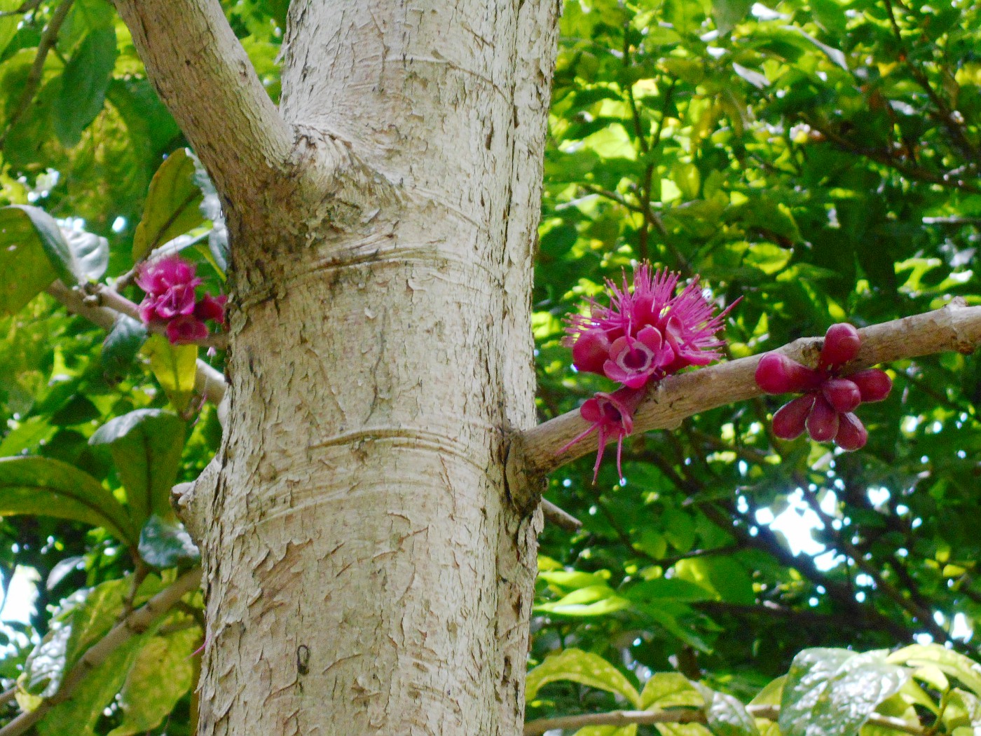 Изображение особи Syzygium versteegii.