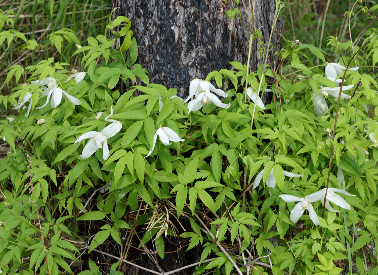 Изображение особи Atragene sibirica.